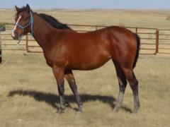 Pictured as a yearling